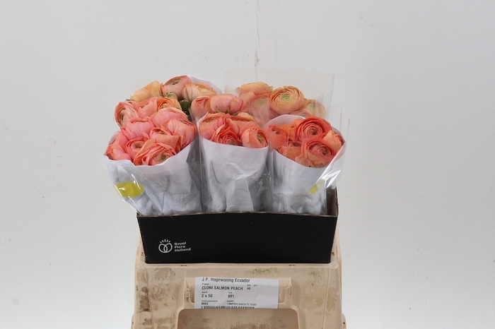 <h4>Ran Cloni Salmon Peach 40cm Ecu</h4>