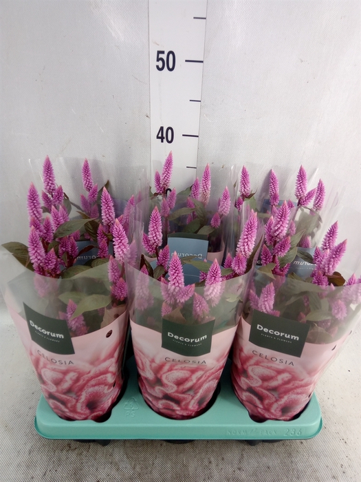 Celosia arg. SP 'Merida Pink'