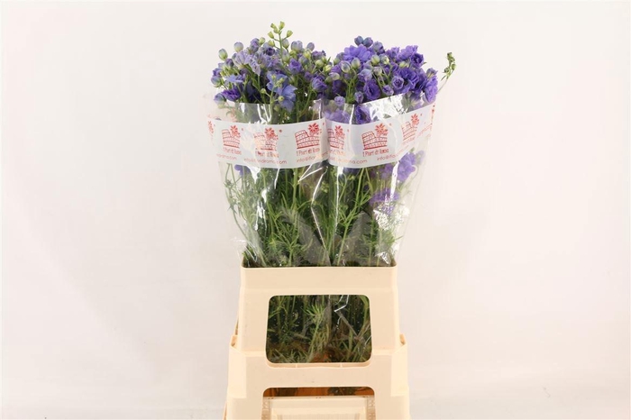 <h4>DELPH EN M LAVENDER</h4>