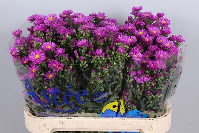 Aster Casarosa