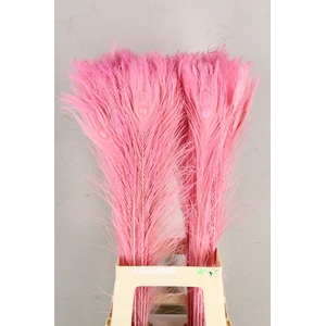 Feather Peacock L.Pink 80cm