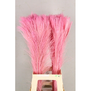 Feather Peacock L.Pink 80cm