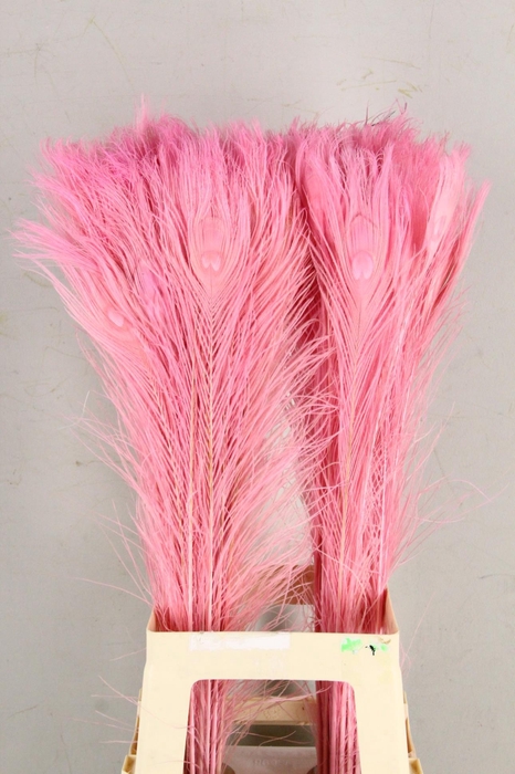 <h4>Feather Peacock L.Pink 80cm</h4>