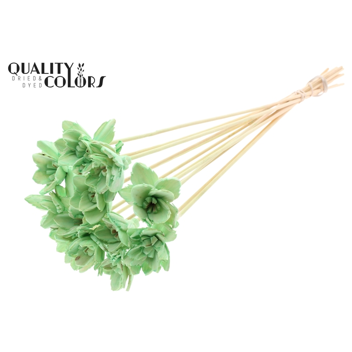 <h4>Shola Queen Flower on stem Mint</h4>