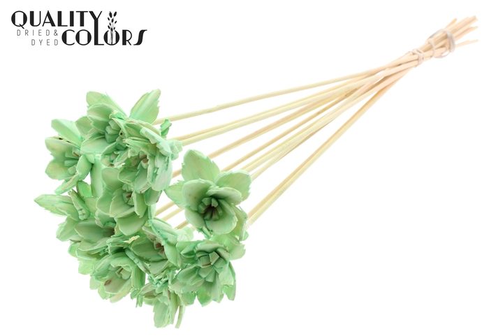 Shola Queen Flower on stem Mint