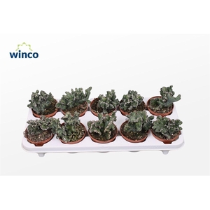 CACTUS OV