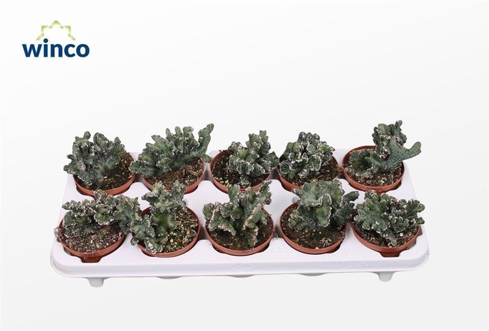 <h4>CACTUS OV</h4>