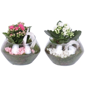 Yearround Arr. Indoor Glass Oblique UFO Vase Ø15cm 1PP