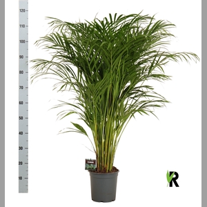 DYPSIS LUTESCENS