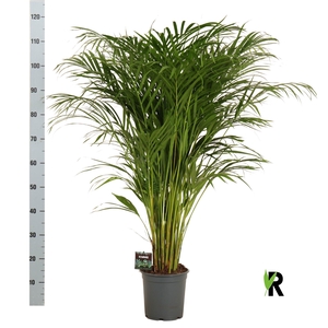 DYPSIS LUTESCENS