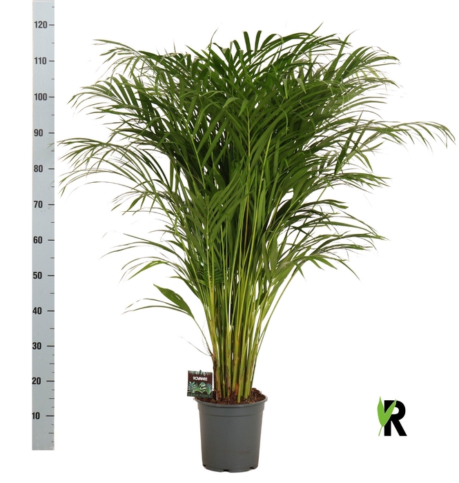 <h4>DYPSIS LUTESCENS</h4>
