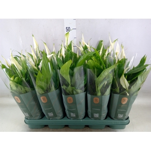 Spathiphyllum  'Bellini'