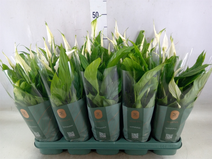 <h4>Spathiphyllum  'Bellini'</h4>