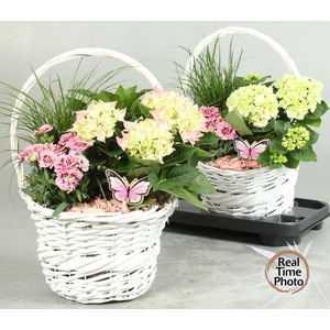 ARR TUINPLANTEN