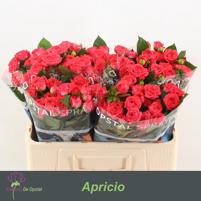 <h4>R Tr Apricio</h4>