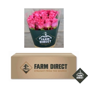 R GR PINK FLOYD BOX x50