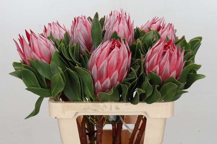 <h4>Protea Cynaroides Stellar</h4>