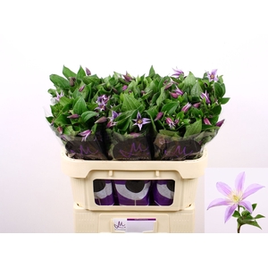 CLEMATIS DIVERSIF. 'STAR RIVER'