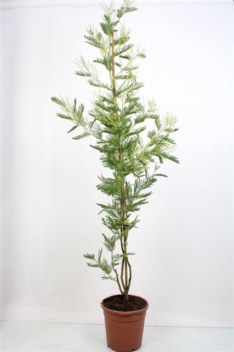 <h4>Acacia Mimosa Daelbata</h4>