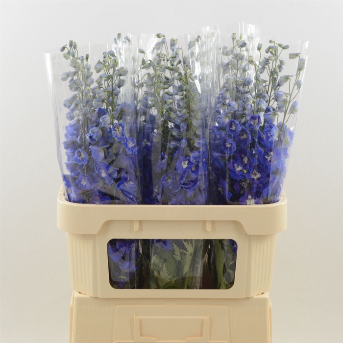 <h4>Delphinium Navy Blue</h4>