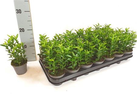 <h4>Euonymus Ja Gr Spire</h4>