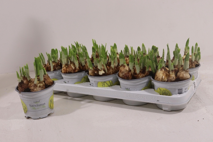 <h4>NARC O TETE A TETE</h4>