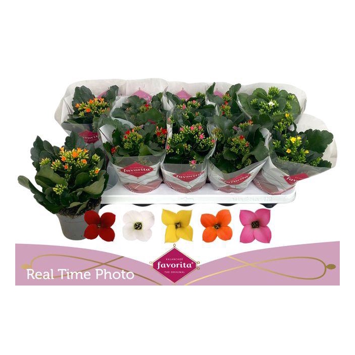 <h4>Kal En Gem 5 Kl</h4>