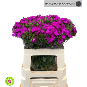 DI BARB AM NEON PURP