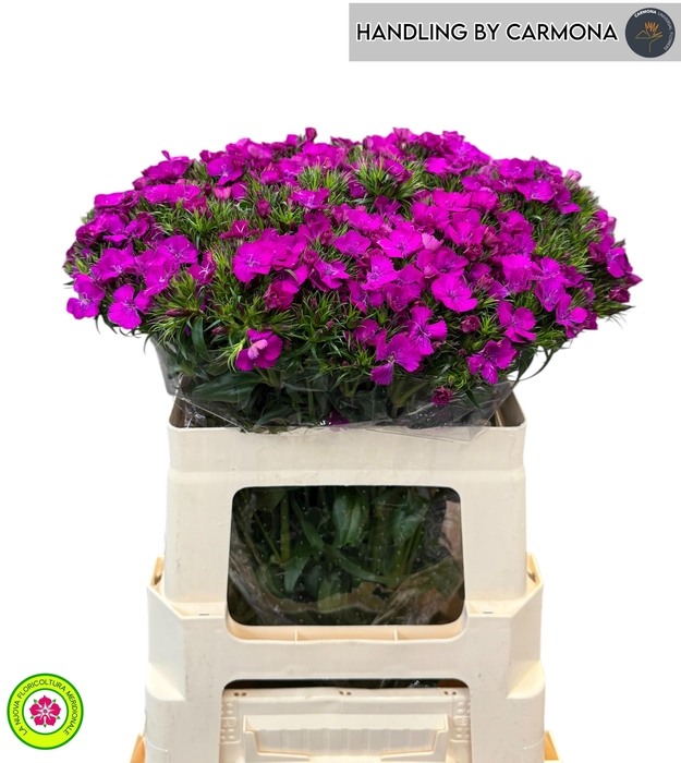 <h4>DI BARB AM NEON PURP</h4>