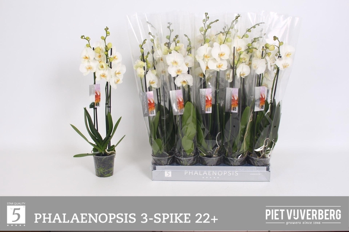 <h4>PHAL OV WIT</h4>