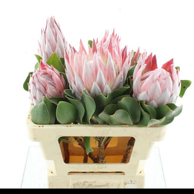 <h4>PROTEA CYNAROIDES</h4>