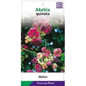 Akebia quinata