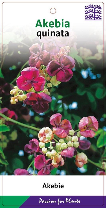 <h4>Akebia quinata</h4>