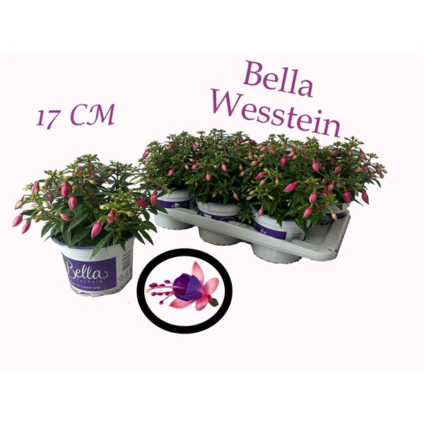 <h4>Bella Fuchsia 17 CM</h4>