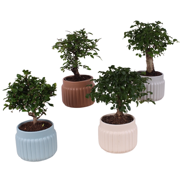 <h4>Bonsai Indoor Mix Ø12cm Ball Shape in Ø15cm Ceramic SE470</h4>