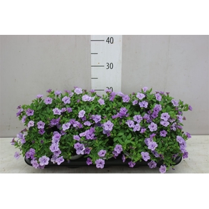 Calibrachoa Doubble Lavender