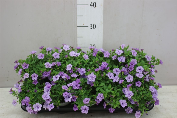 <h4>Calibrachoa Doubble Lavender</h4>