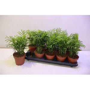 arr8 Chamaed Elegans