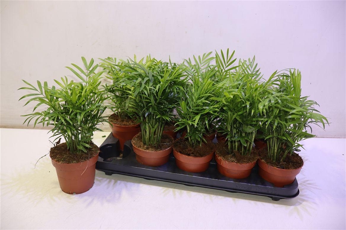 <h4>arr8 Chamaed Elegans</h4>