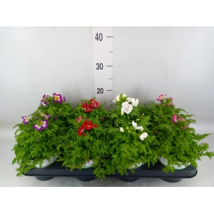 Schizanthus  'Atlantis'  .cultivars