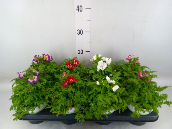 <h4>Schizanthus 'Atlantis' .cultivars</h4>