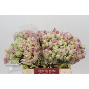Blushing Bride Pink 6/9 Flowers