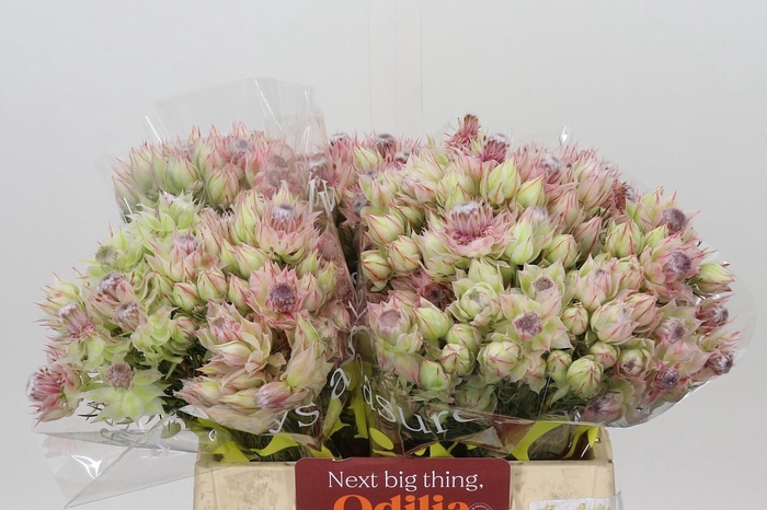 <h4>Blushing Bride Pink 6/9 Flowers</h4>