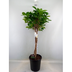 Ficus microcarpa 'Moclame'