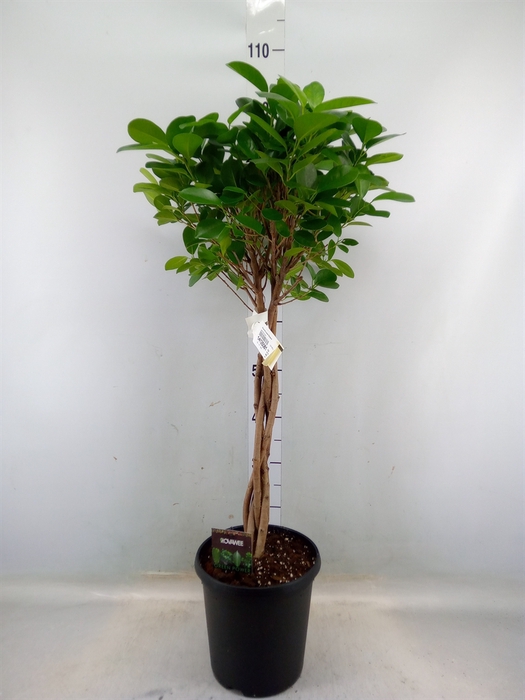 <h4>Ficus microcarpa 'Moclame'</h4>