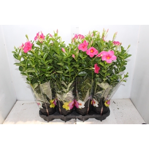 ANTHURIUM VARIADO P09