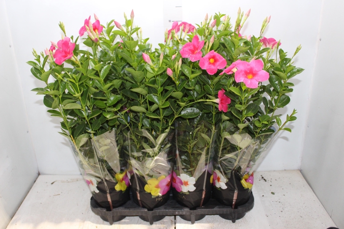 <h4>ANTHURIUM VARIADO P09</h4>