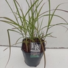 Miscanthus 'Ferner Osten' P23 (5ltr)