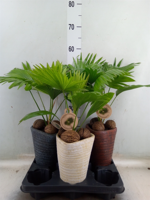 <h4>Livistona rotundifolia</h4>