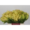 Leucadendron Goldstrike